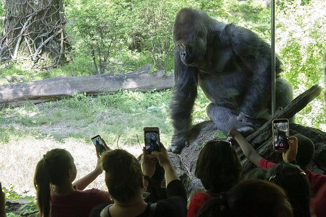 Bronx Zoo Admission Ticket - Unlimited rides: how to use them without wasting time