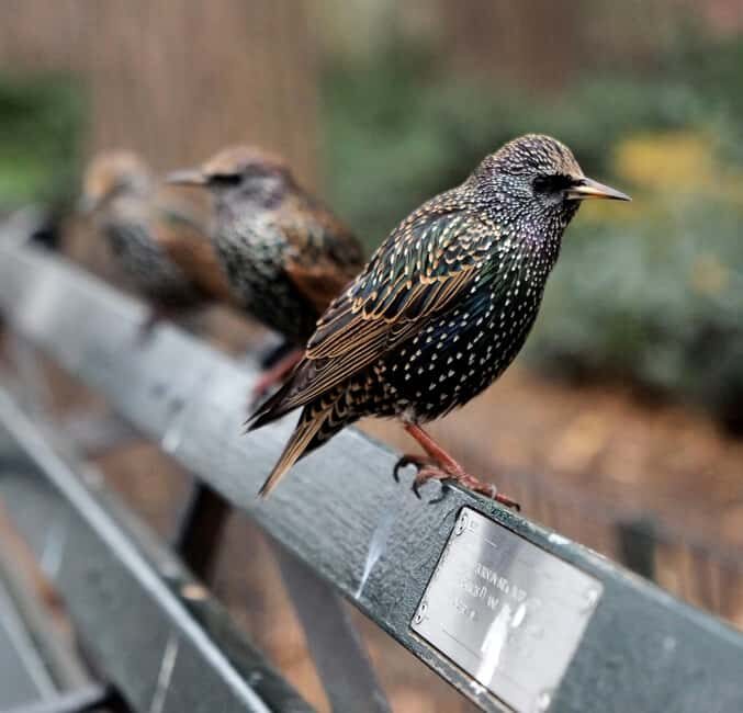 Central Park Guided Walking Tour NYC - The Mall and Literary Walk: where Central Park turns into a reading list