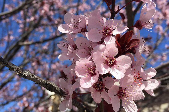 Washington D.C. Cherry Blossom,Baltimore 3-Day Tour from Boston - The Tidal Basin and Jefferson Memorial: how to use 2 hours without missing the best angles